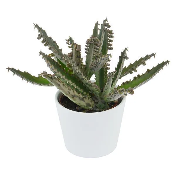 pasiora-kalanchoe-daigremontiana-brutblatt-6cm image 1