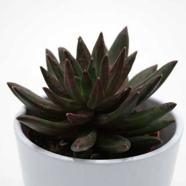 pasiora-x-pachyveria-izar-sukkulente-8-5-cm-topf image 1