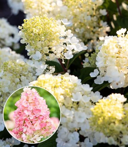 baldur-garten-rispen-hortensie-living-little-blossom-hydrangea-im-9x9-cm-topf image 4