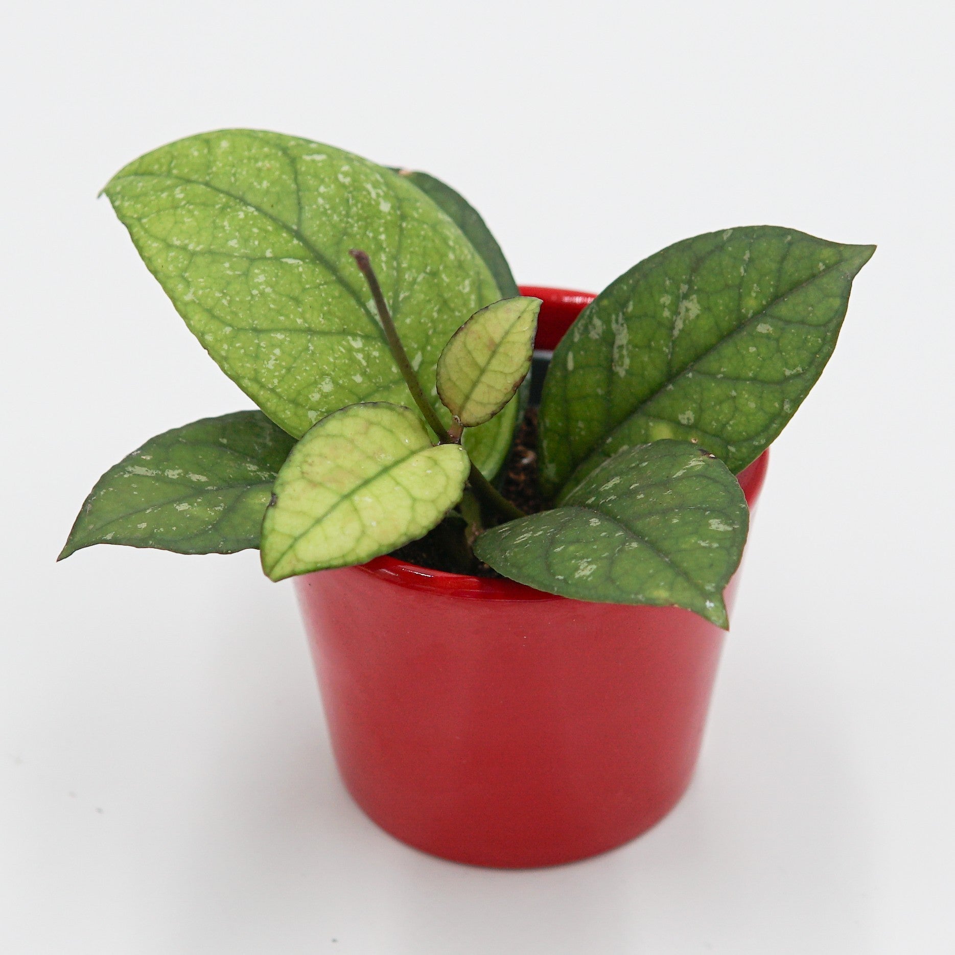 pasiora-hoya-sp-sabah-porzellanblume-6cm-topf image 3