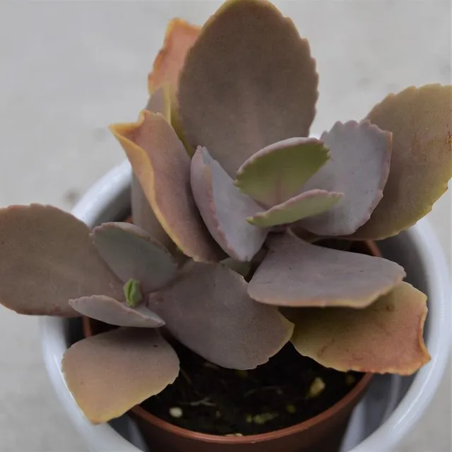 pasiora-kalanchoe-peteri-brutblatt-sukkulente-5-5-cm image 1