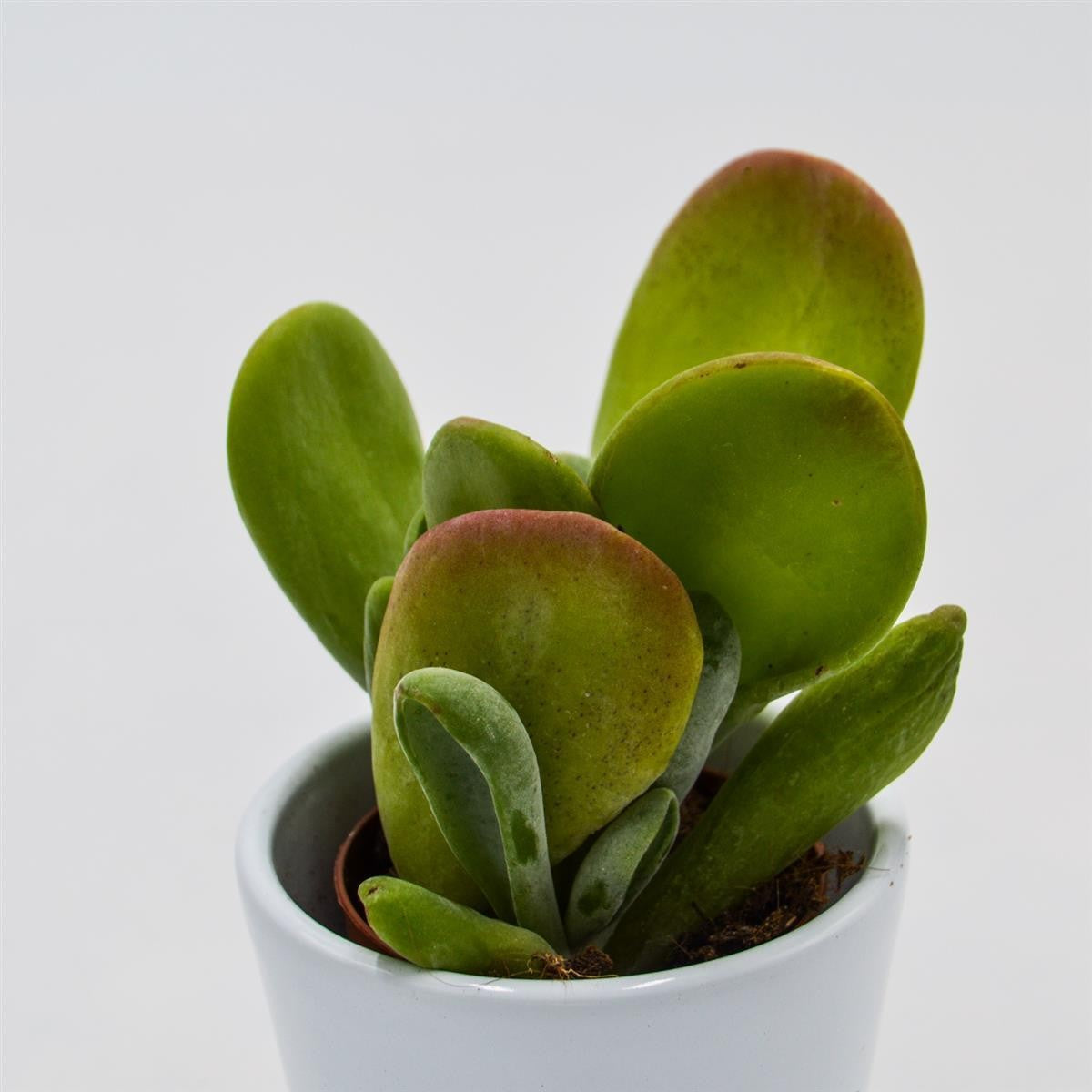 pasiora-kalanchoe-lady-finger-sukkulente-5-5cm-topf image 2