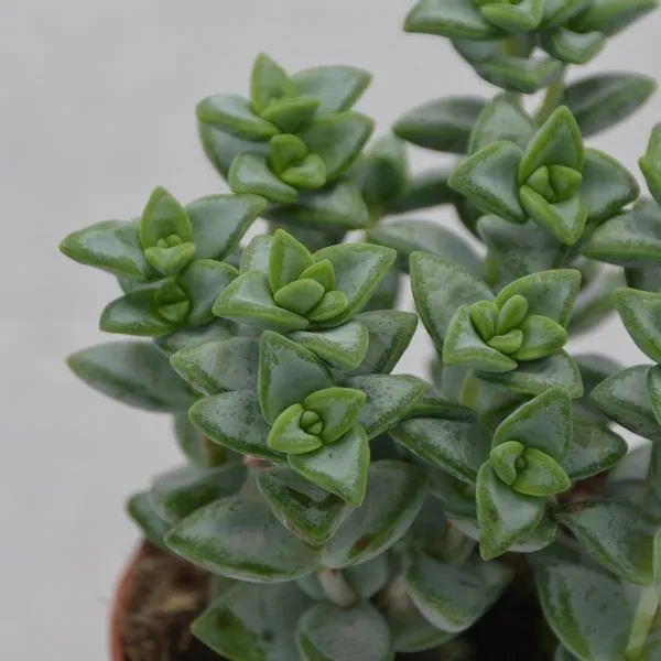pasiora-crassula-perforata-azul-string-of-buttons-8-5-cm image 1