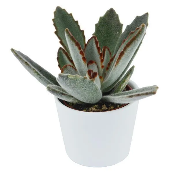 pasiora-kalanchoe-tomentosa-katzenohr-sukkulente-6cm image 1