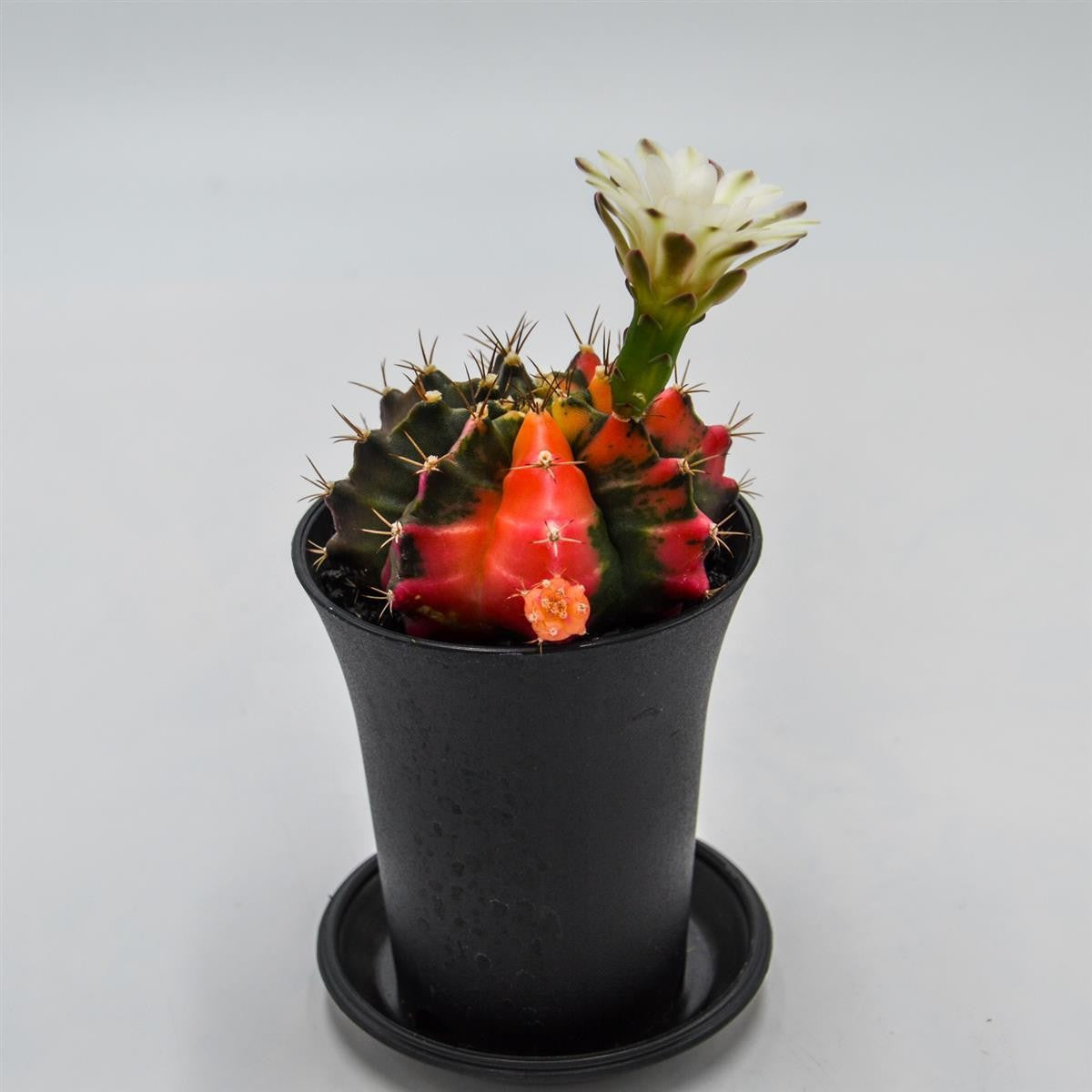 pasiora-gymnocalycium-mihanovichii-f-variegata-kaktus-8cm image 6