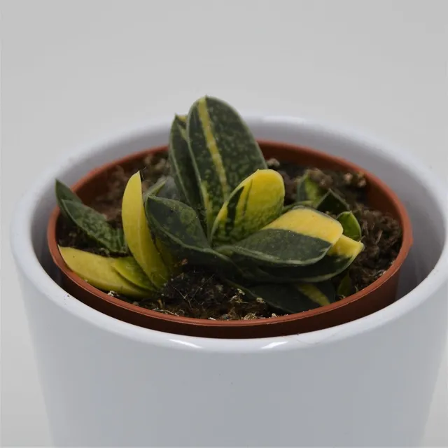 pasiora-gasteria-bicolor-f-variegata-sukkulente-8-5cm image 1