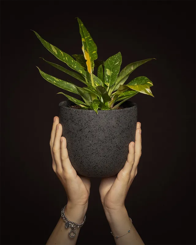 feey-philodendron-ring-of-fire-rarit-t-20-30-cm-topf-13-cm image 1