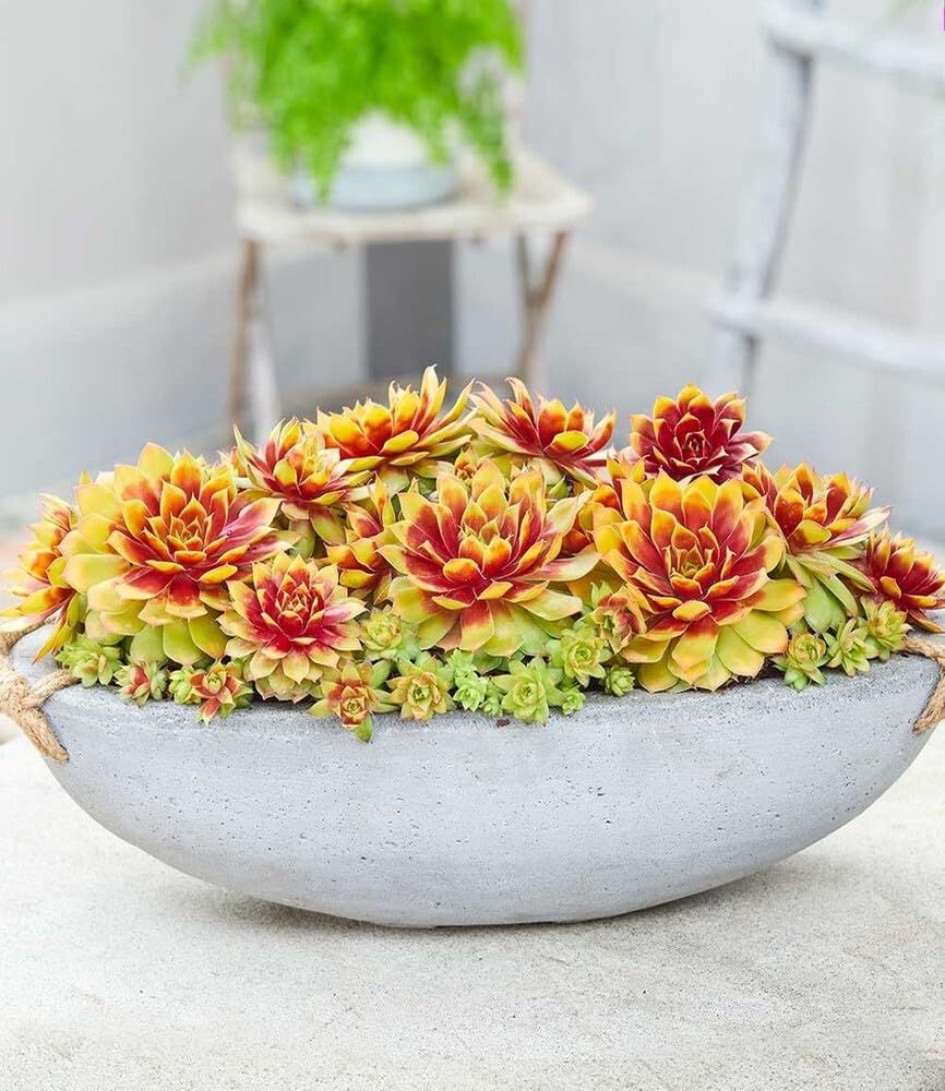 baldur-garten-sempervivum-gold-nugget-im-12-cm-xl-topf image 4
