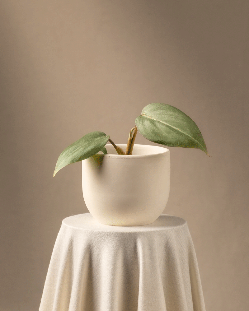 feey-philodendron-gloriosum-babypflanze-rarit-t image 6