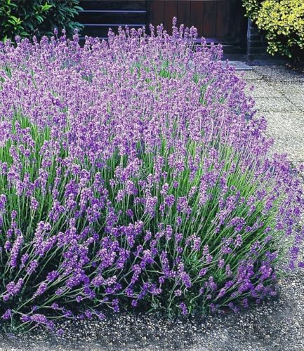 baldur-garten-9er-winterharte-stauden-lavendel-hecke-blau image 2