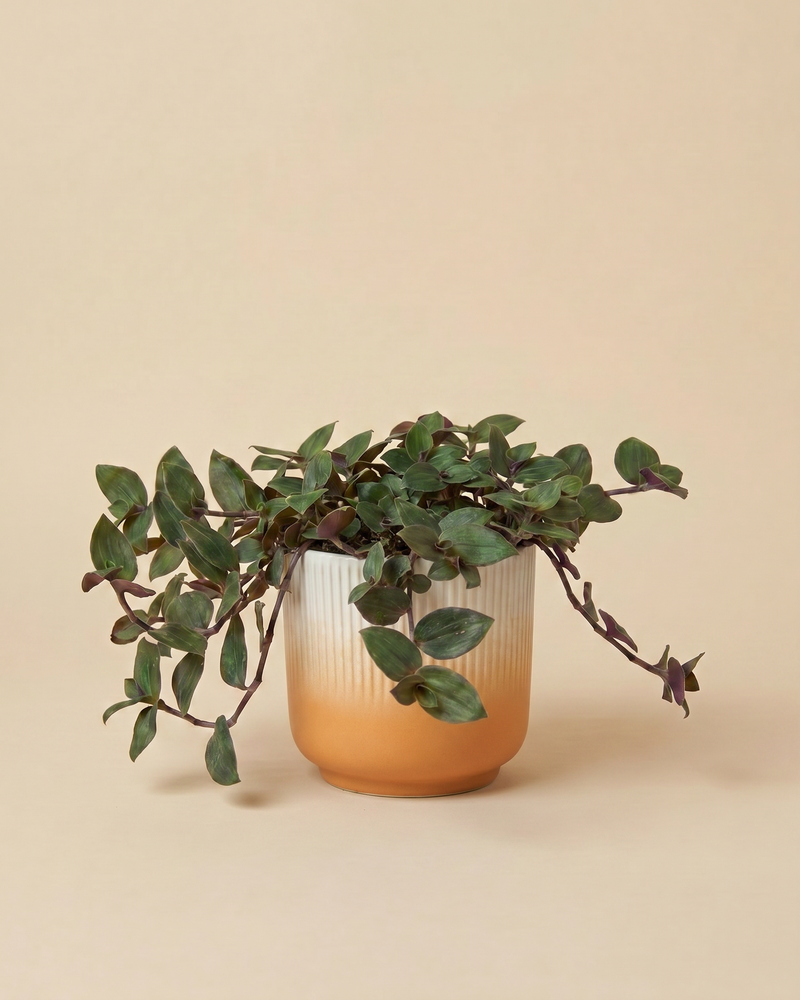 feey-tradescantia-bunny-bellies-dreimasterblume-hydro-zimmerpflanze image 7
