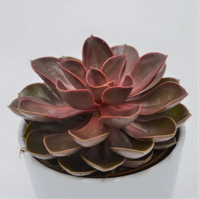 pasiora-echeveria-red-ruby-echeverie-12-cm-topf image 1