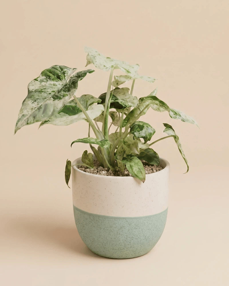 feey-alocasia-macrorrhiza-splash-zimmerpflanze-klein image 5