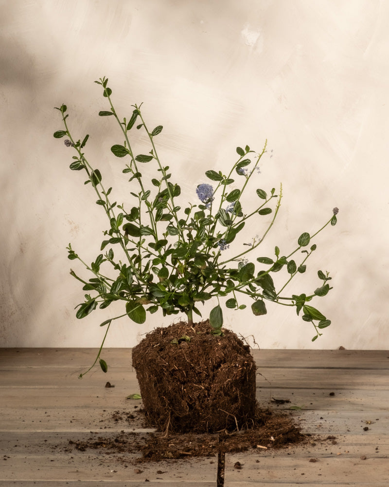 feey-blaue-s-ckelblume-ceanothus-victoria-immergr-n image 3