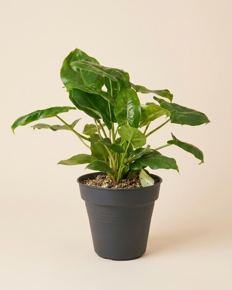 feey-philodendron-burle-marx-zimmerpflanze-dunkelgr-n image 3