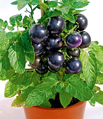 baldur-garten-cherry-tomaten-kollektion-tartufo-romello-4-pflanzen image 5