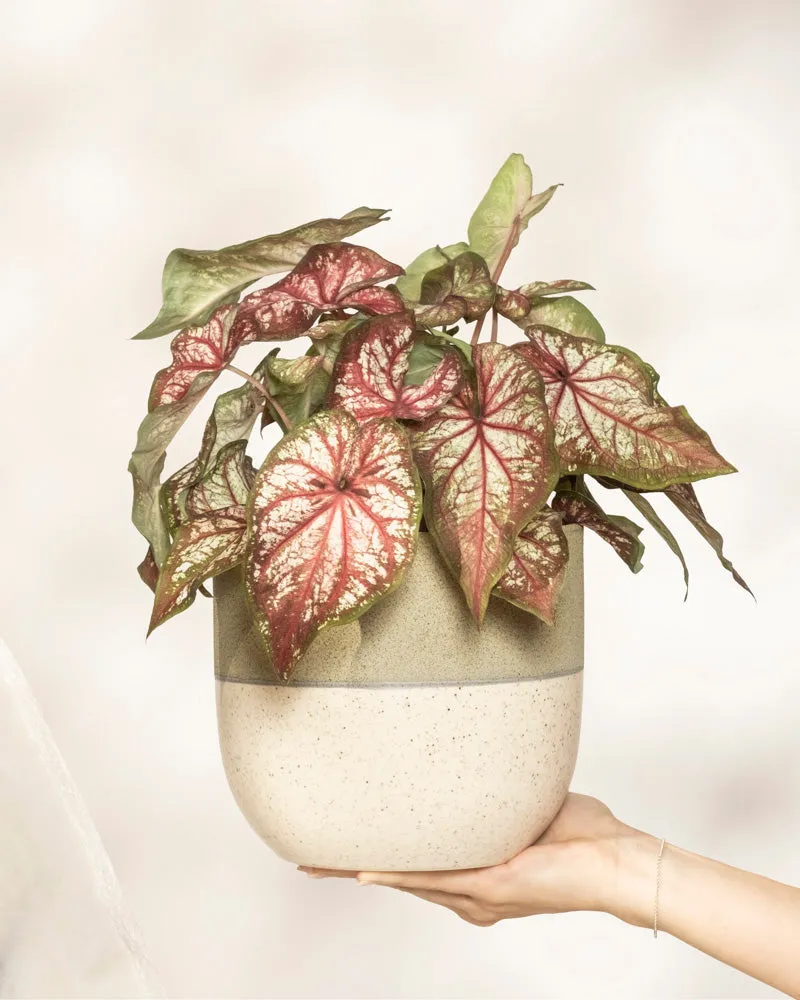 feey-caladium-bicolor-kaladie-buntwurz-zimmerpflanze image 1