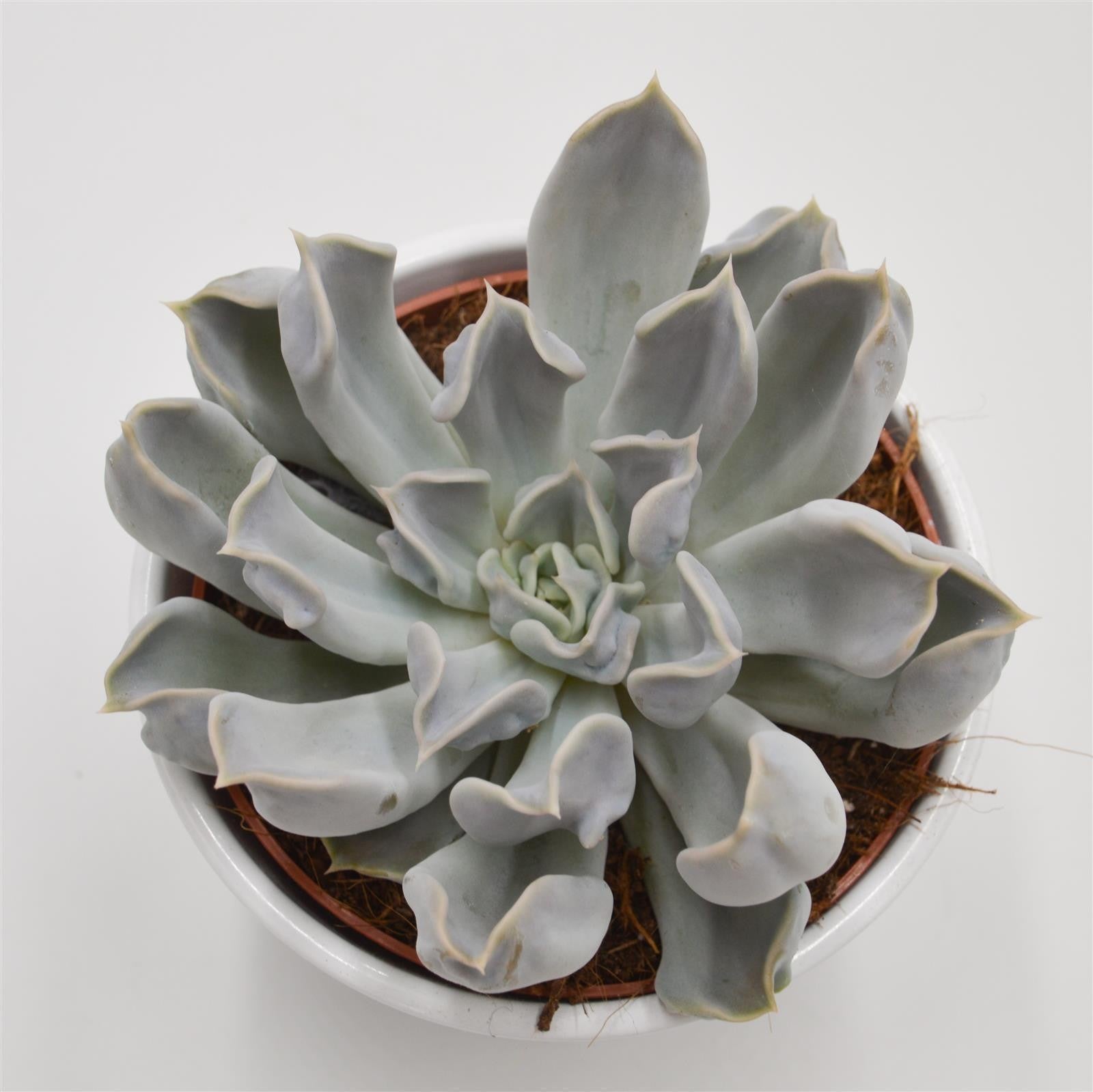 pasiora-echeveria-thriller-pearl-sukkulente-12cm image 2
