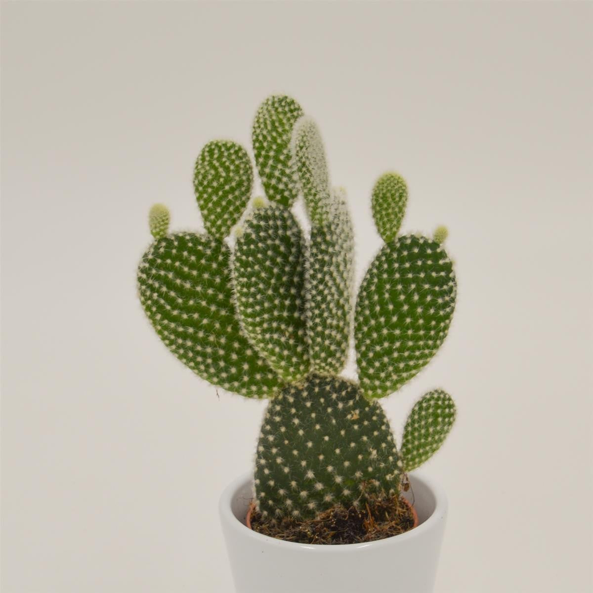 pasiora-opuntia-microdasys-albata-kaktus-6cm-topf image 1