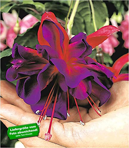 baldur-garten-riesen-fuchsie-voodoo-2-pflanzen-9x9-cm-topf image 3