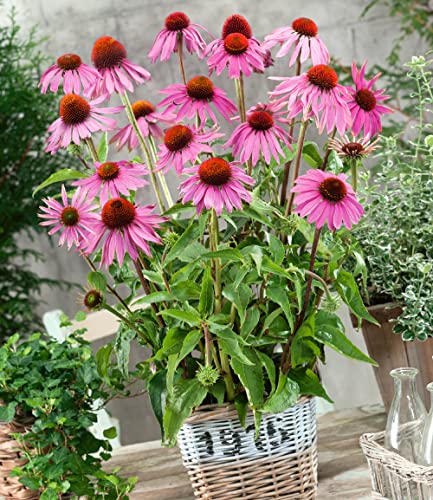 baldur-garten-3x-echinacea-purpurea-purpur-sonnenhut-9x9-cm-topf image 4