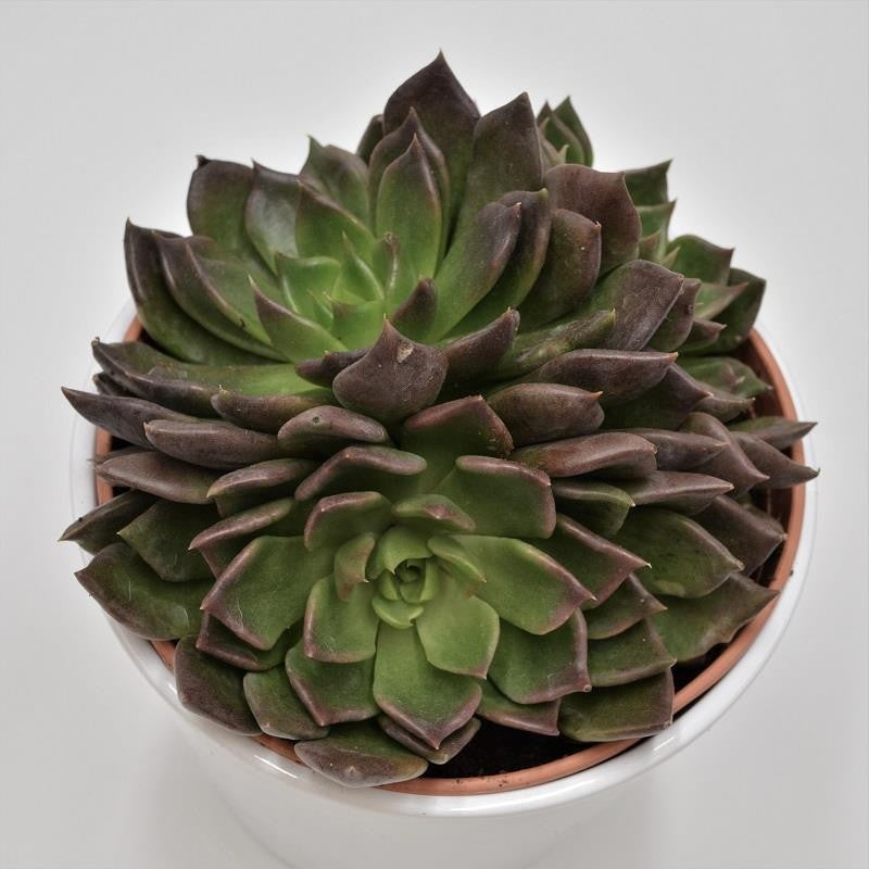 pasiora-echeveria-black-prince-sukkulente-14cm-topf image 2