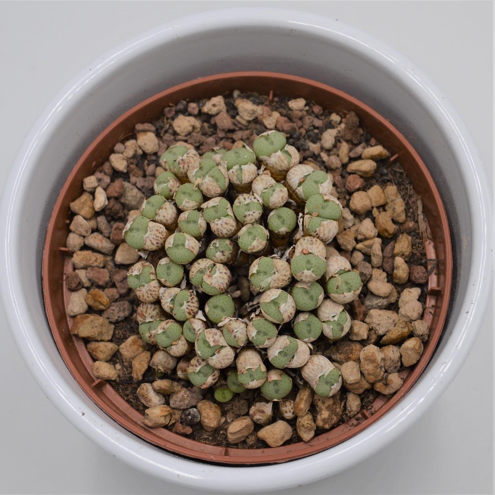 pasiora-conophytum-species-lebende-steine-10-5cm image 3