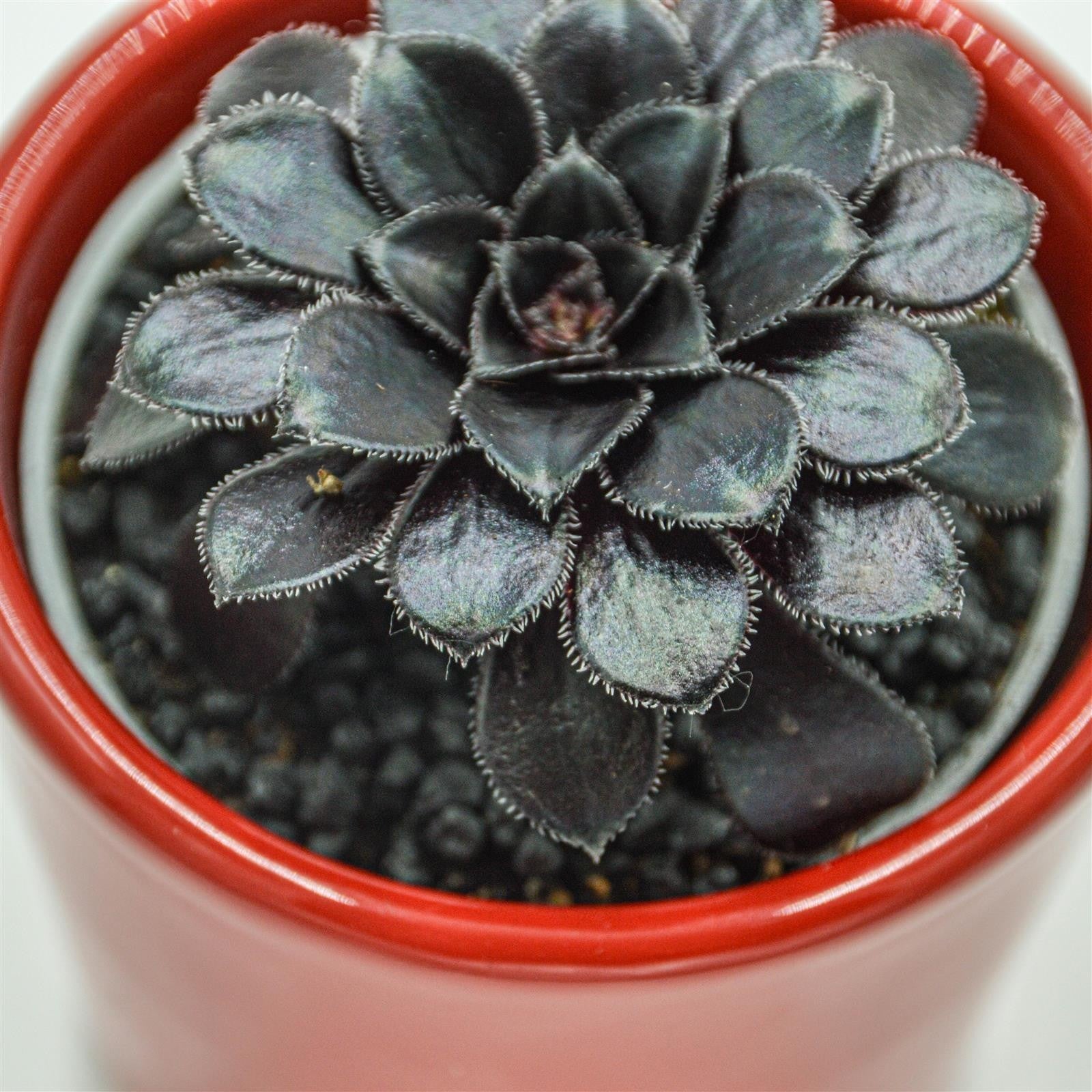 pasiora-aeonium-arboreum-schwarzkopf-sukkulente-6-cm-topf image 1