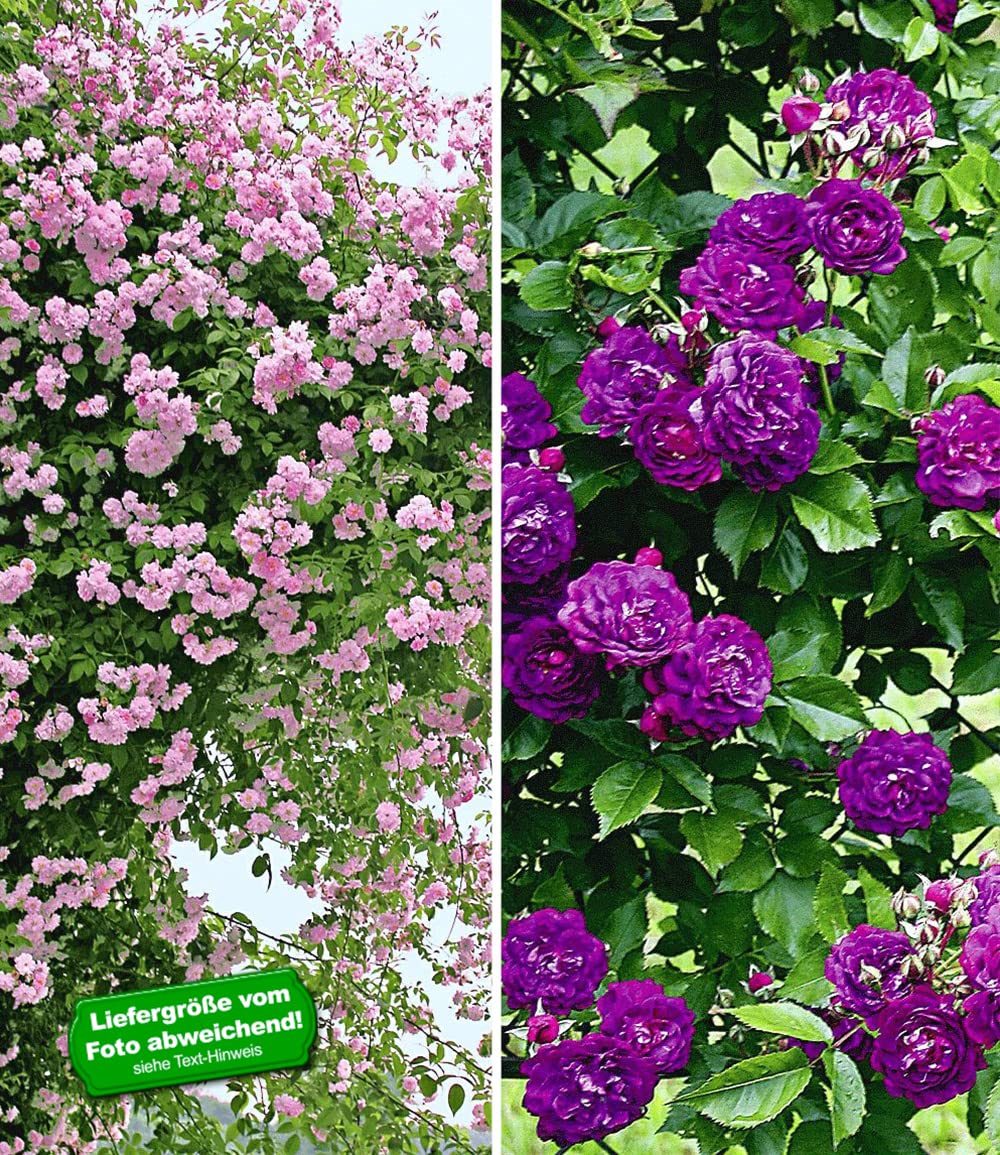 baldur-garten-rambler-rosen-kollektion-blau-und-rosa-2er-set image 2