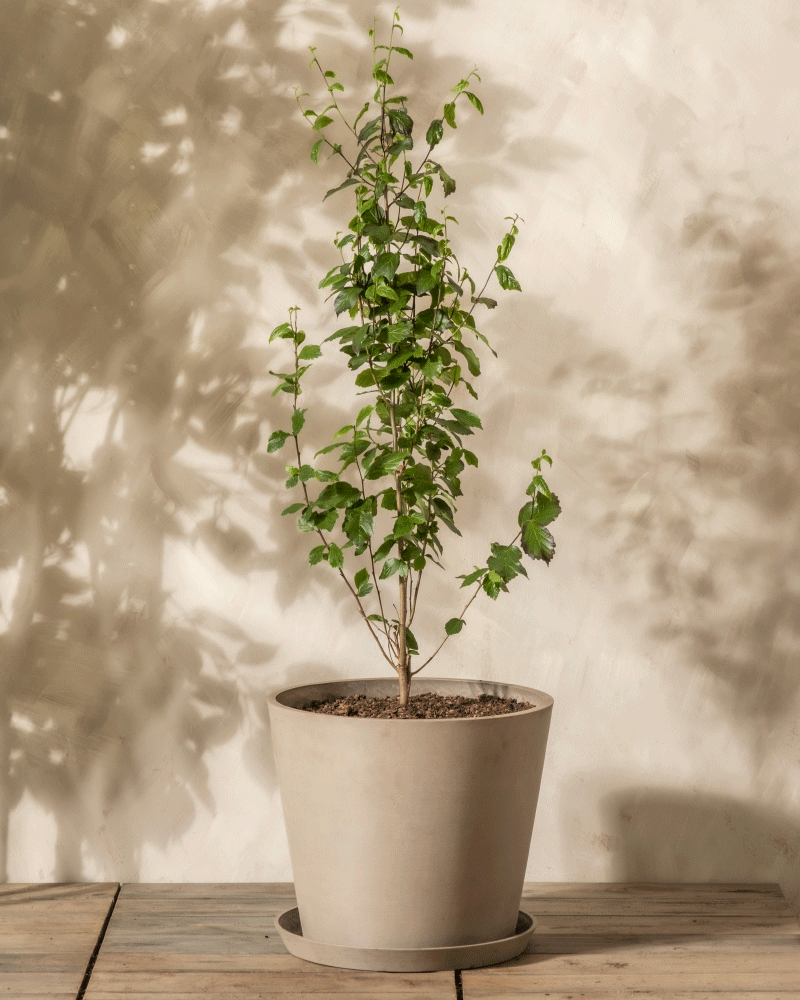 feey-parrotia-persica-eisenholzbaum-k-bel image 6