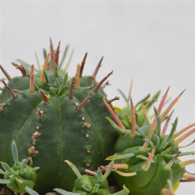 pasiora-euphorbia-meloformis-sukkulente-6-5cm image 1