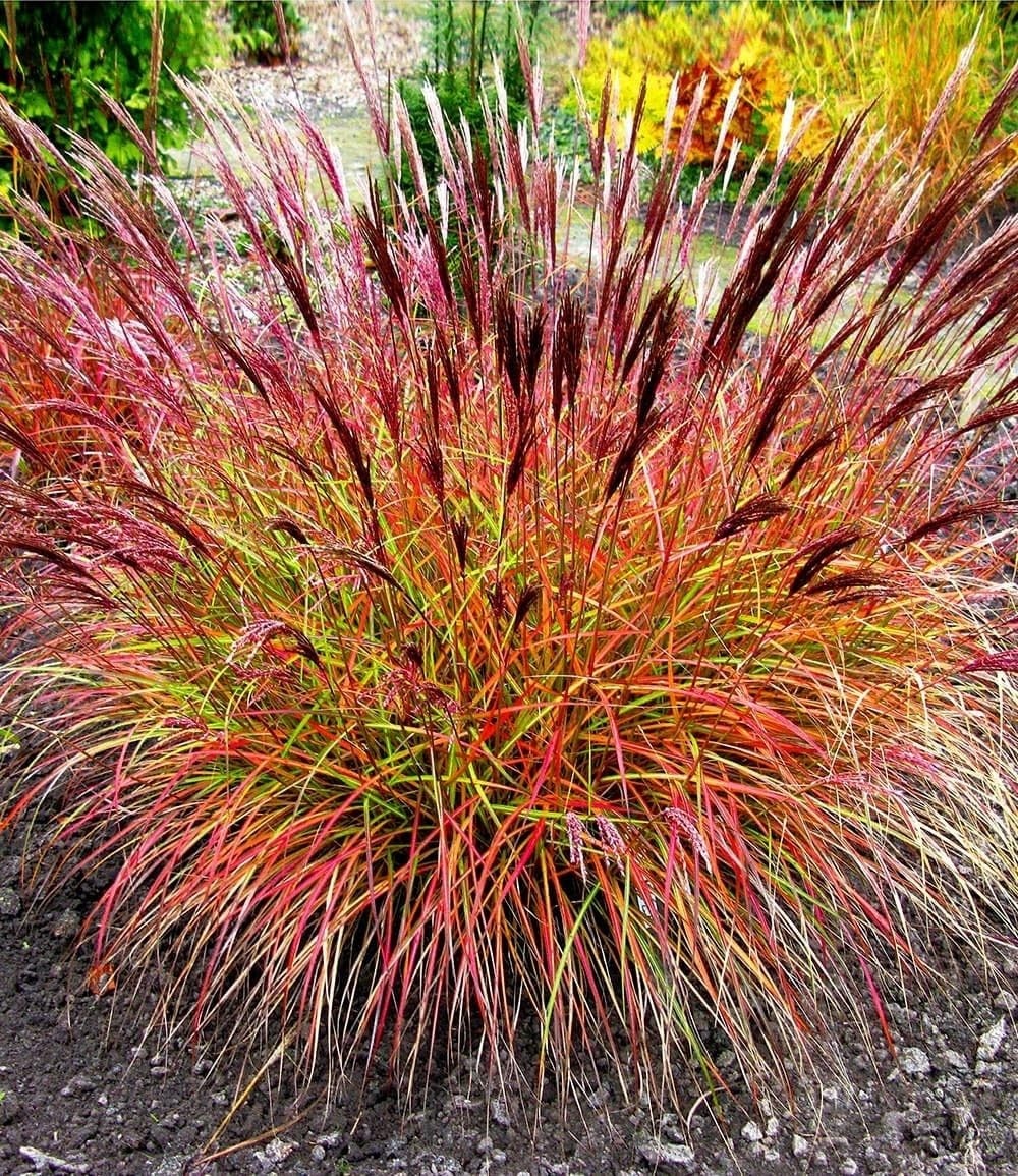 baldur-garten-gr-ser-teppich-carex-remota-3-pflanzen-im-9x9-cm-topf image 6