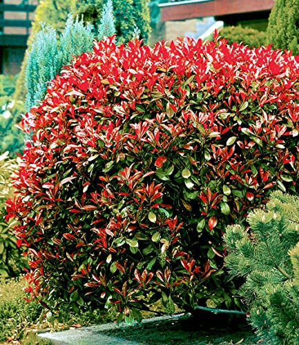 baldur-garten-immergr-ne-photinia-red-robin-5er-set-im-9x9-cm-topf image 8