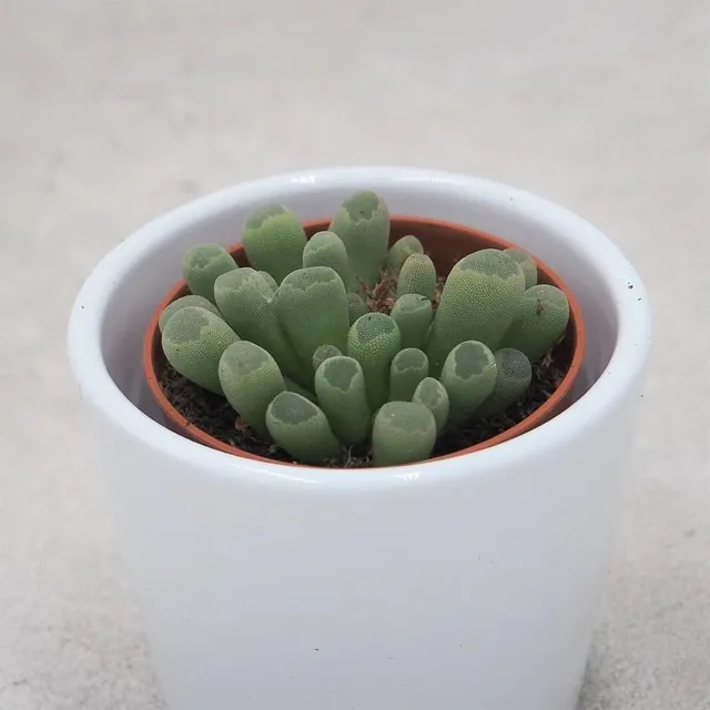 pasiora-frithia-pulchra-sukkulente-5-5cm image 1