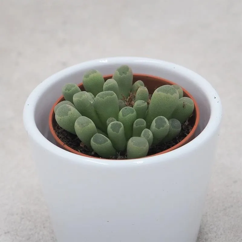pasiora-frithia-pulchra-sukkulente-5-5cm image 1