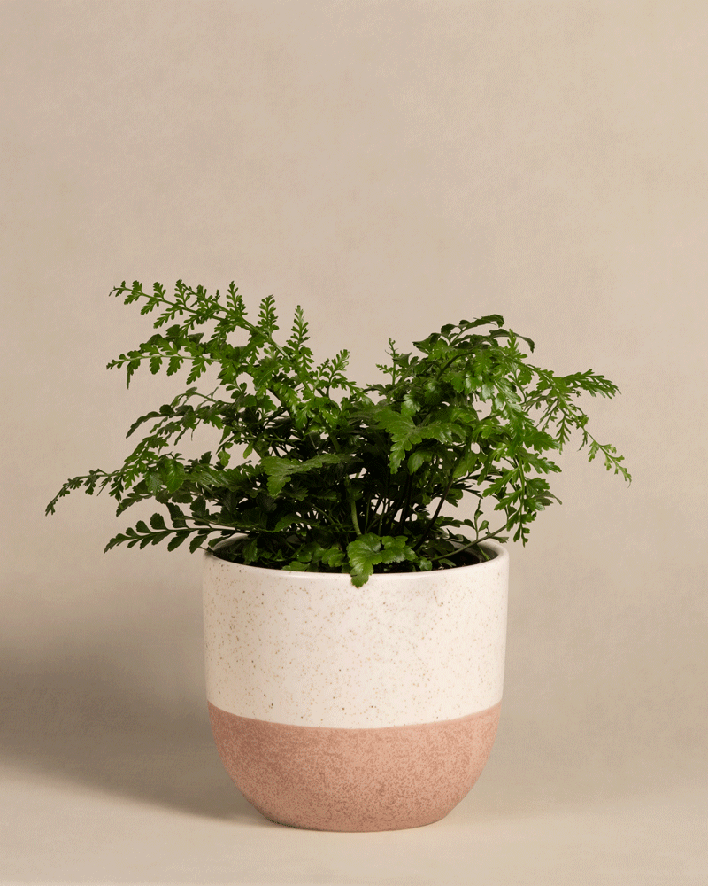 feey-streifenfarn-asplenium-dimorphum-parvati-zimmerpflanze image 8