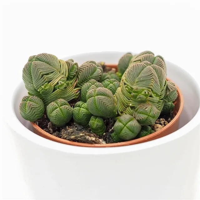 pasiora-crassula-pyramidalis-compactum-5-5-cm image 1