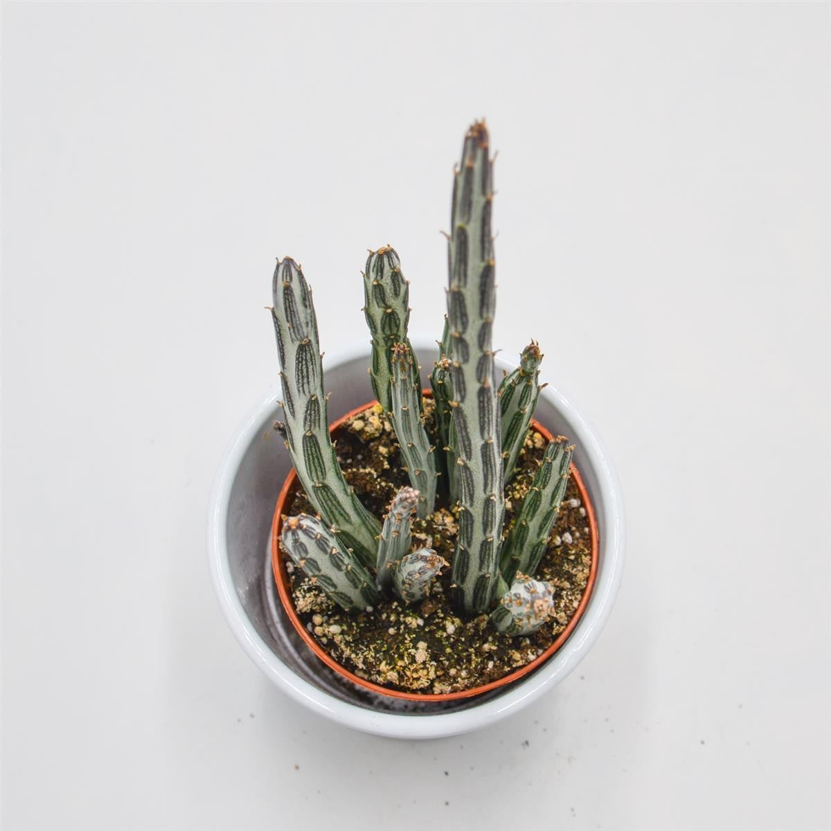 pasiora-senecio-stapeliiformis-sukkulente-8-5-cm-topf image 2