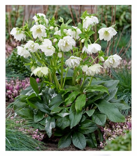 baldur-garten-gef-llte-christrose-viv-amalia-pflanze-im-9x9-cm-topf image 2