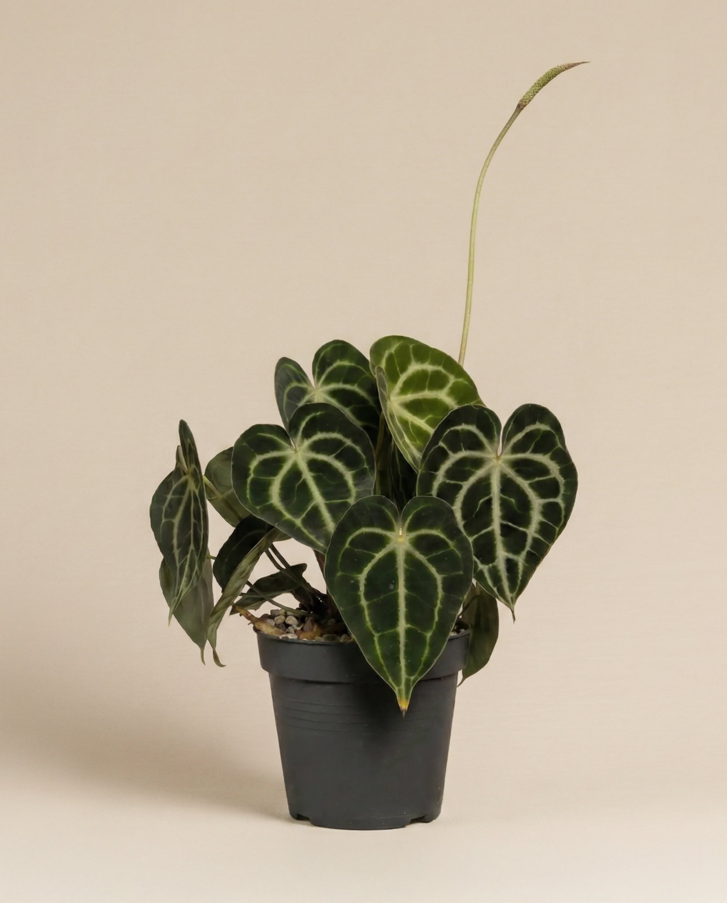 feey-anthurium-clarinervium-zimmerpflanze-herzblattblume-2 image 3
