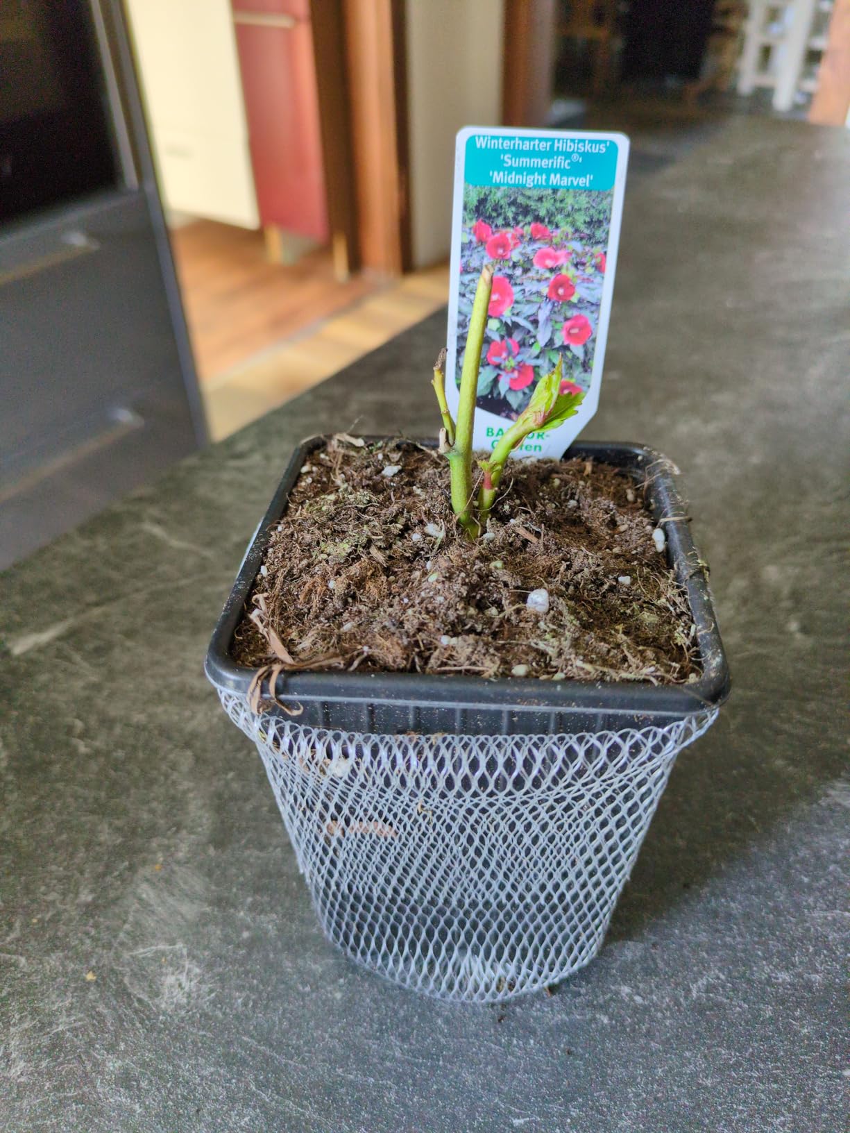 Riesenblüten sind der Hammer