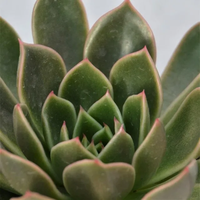 pasiora-echeveria-mira-hybrid-sukkulente-8-5cm-topf image 1