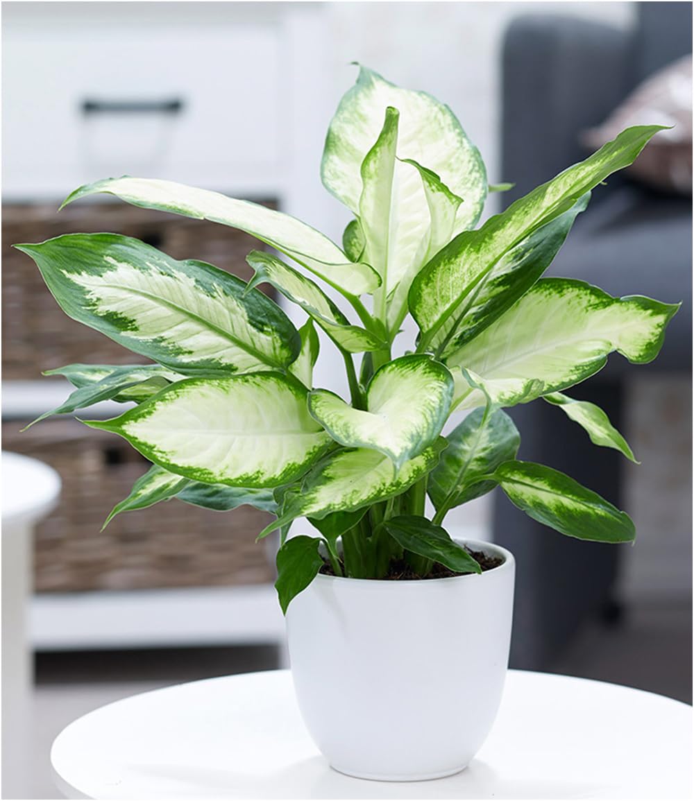 baldur-garten-dieffenbachie-camilla-pflanze-im-12-cm-topf image 2