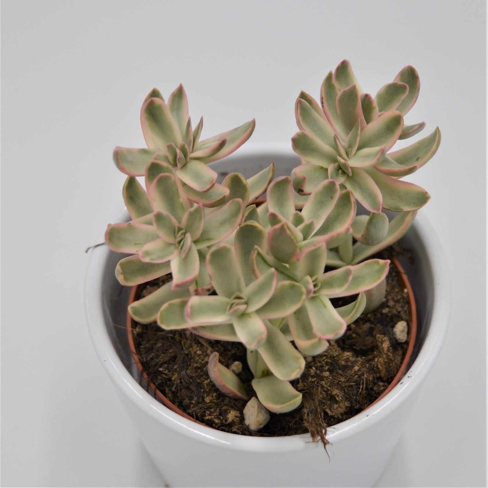 pasiora-crassula-candy-cane-baby-girl-sukkulente-im-8-5cm-topf image 1