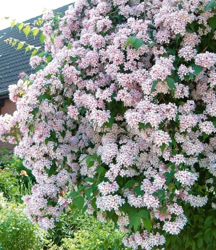 baldur-garten-rosa-perlmuttstrauch-im-9x9-cm-topf image 4