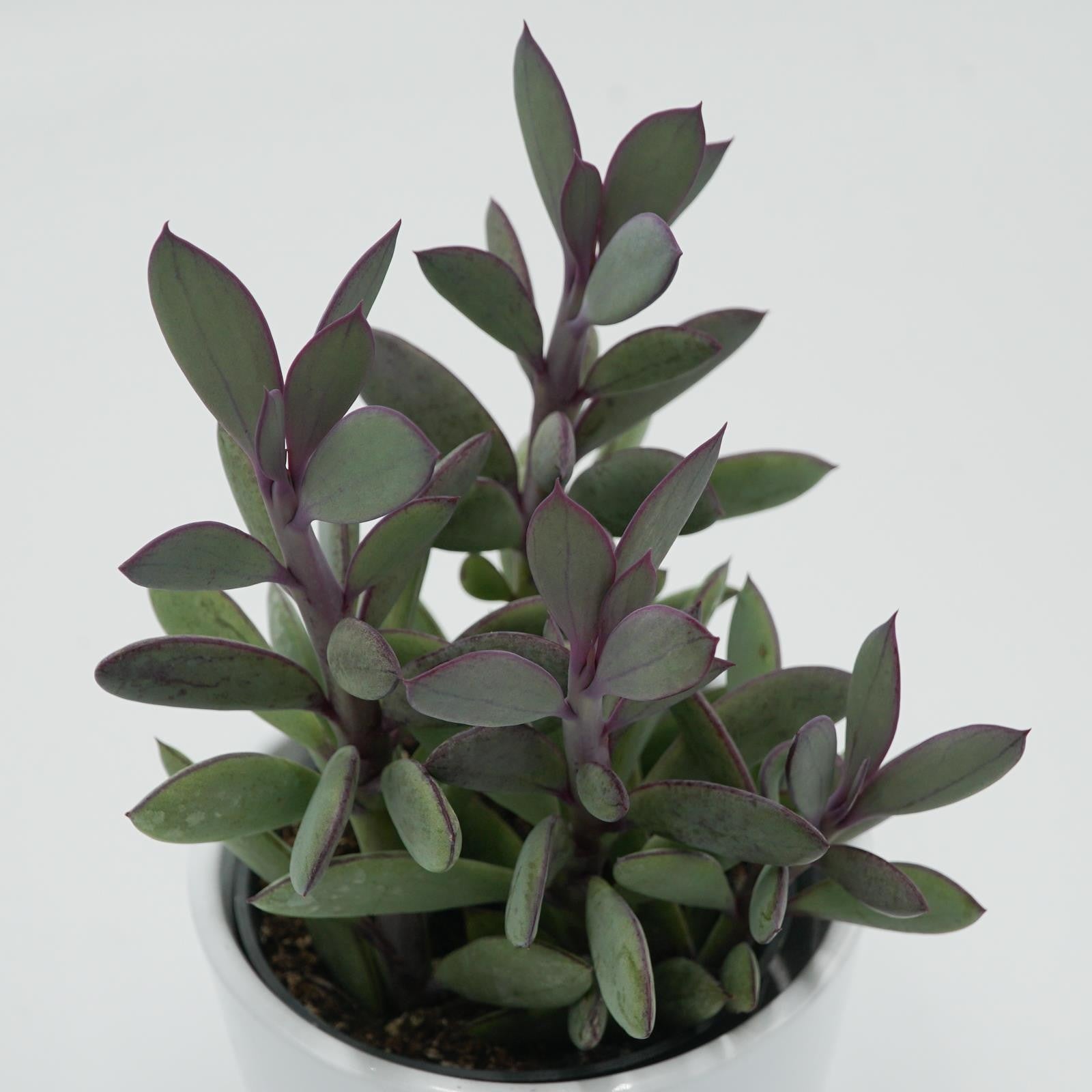 pasiora-senecio-crassissimus-sukkulente-8-5cm-topf image 3