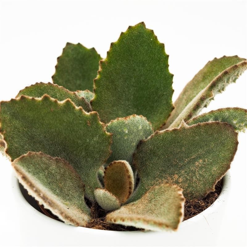 pasiora-kalanchoe-beharensis-fang-10-5cm-elefantenohr image 2