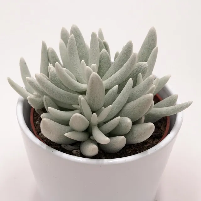 pasiora-senecio-haworthii-sukkulente-10-5-cm-topf image 1