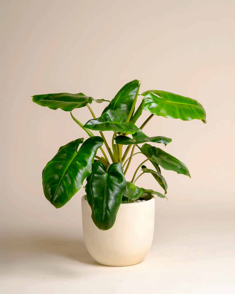 feey-philodendron-burle-marx-zimmerpflanze-dunkelgr-n image 5