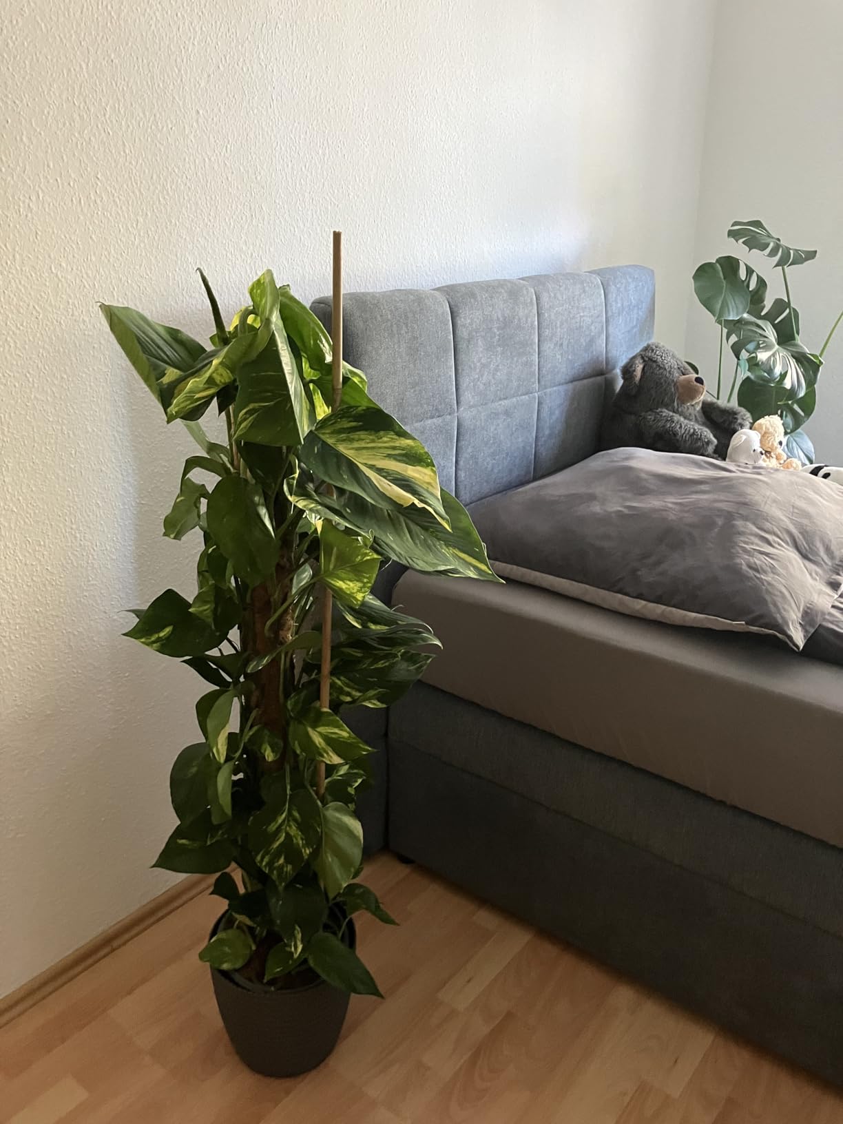 Schöne Kletterpflanze